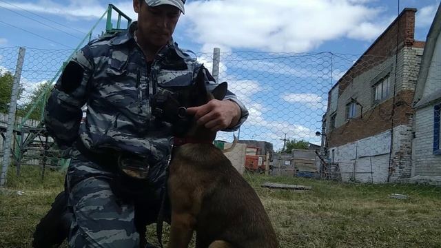 В главной роли щенок бельгийская овчарка "Айрон" 3 месяца смотреть онлайн