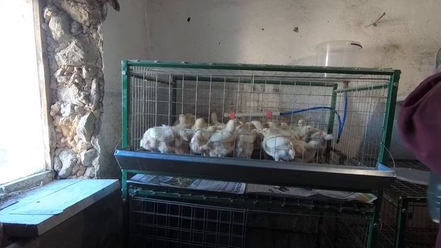 вес бройлеров в 20 дней