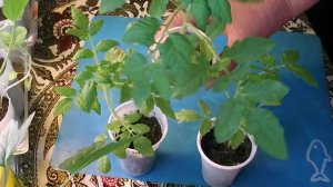 166. Горшечные желтые томаты, у которых увядали листья.