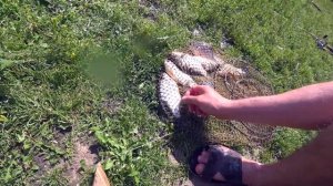 рыбалка на кубани рыбалка станица троицкая рыбалка на реке кубань рыбалка в Краснодарском крае 2020