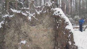 Корневая система сосны поваленного дерева