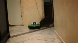 Кот и робот-пылесос