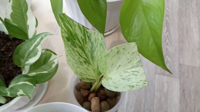 Комнатные Растения. Моя Коллекция Сциндапсусов. смотреть онлайн