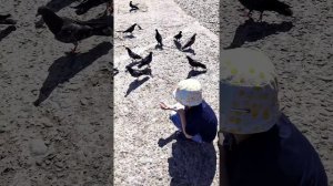 Hunting wild bird - boy catching pigeon with bare hands