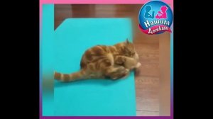 ЗАБОТА - УРОВЕНЬ БАТЯ