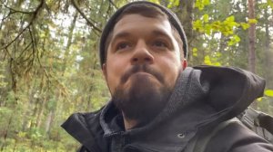 Сбор кедровых шишек 2022 год! Сургут