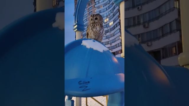 Полеты Совы на детской площадке. смотреть онлайн