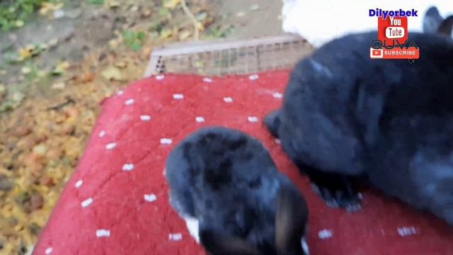 Reks quyon zoti ranglari va narxlari, Sotuvdagi quyonlar: 94-670-33-06 смотреть онлайн