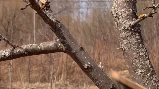 Лишайники на деревьях? Чистим ствол