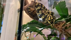 Пантерик на Семёновской. Зоомагазин экзотических питомцев.