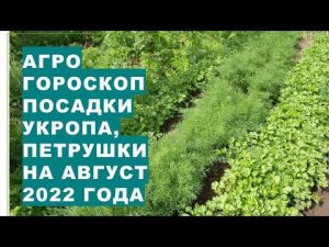 Агрогороскоп посева семян укропа и петрушки в августе 2022 года