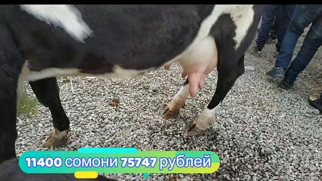 гов бозори душанбе нархи гови сементал и Ангус гови сиёҳало ширдор ? 23 октябр смотреть онлайн