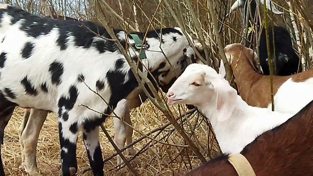 Усадьба белая коза последнее