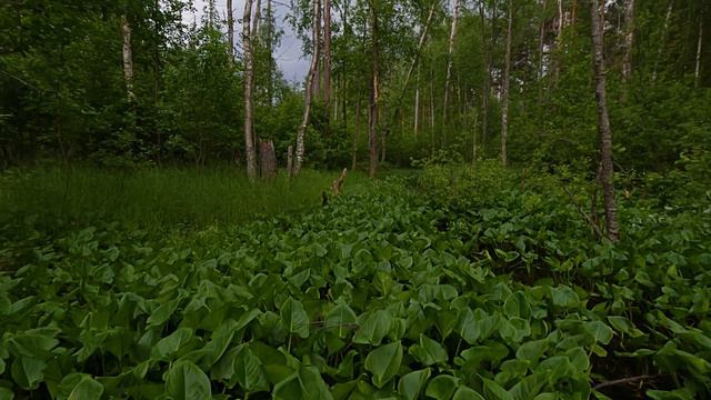 Есть озеро Саперное...