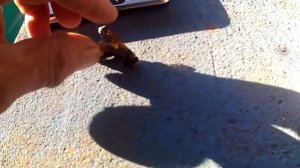 матка шершня, решила посетить пчелок