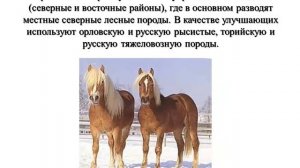 Лекция 1 Коневодство 3 курс ТПС