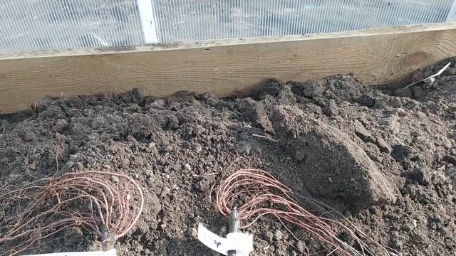Посадка винограда в теплицу