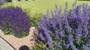 Ландшафтный дизайн | Пейзажный сад | Шалфей Котовник Нежный ландшафт