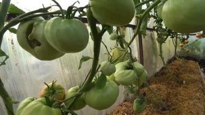 Томат ВОЛОВЬЕ СЕРДЦЕ от Удачных семян вкусный урожайный проверенный  Tomato COW'S HEART