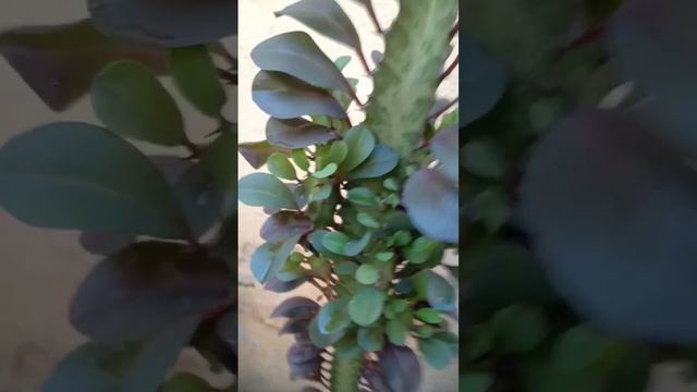 Euphorbia Trigona Rubra - African Milk Tree #ytshorts  #gardening