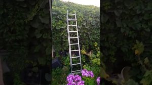 Девичий и другой декоративный виноград на участке. Нюансы