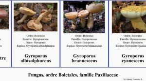 Fungus, ordre Boletales, famille Paxillaceae gyroporus des noir caves pied mollusca vernalis Satya