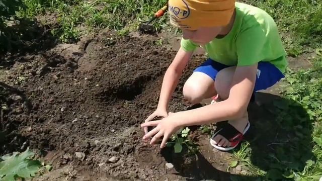 Сажаем арбуз на даче смотреть онлайн