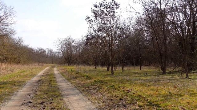 Начало весны 2022 в лесах Чечни природа Кавказа пение птиц звуки леса