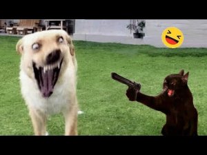 Самые смешные животные Новые смешные видео с кошками и собаками