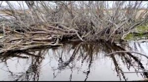 ЗАБРАЛИСЬ В СИБИРСКИЕ ДЖУНГЛИ, и наловили рыбы на Паук!