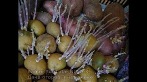 Картофель: Выращивание раннего картофеля. Спорные Способы Проращивания Картофеля.