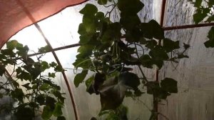 НАКОНЕЦ ТО УТРОМ МОЖНО ПОРАБОТАТЬ??? ЛАСТОЧКИ КАРАУЛЯТ СВОЙ ДОМ????