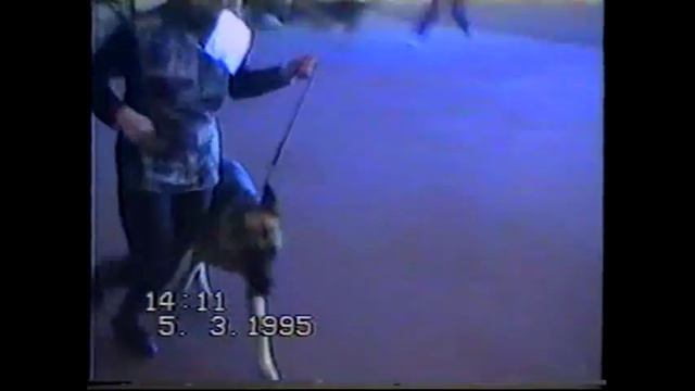выставка овчарки наши и чау 1995 год (Эксперт Хомасуридзе) смотреть онлайн