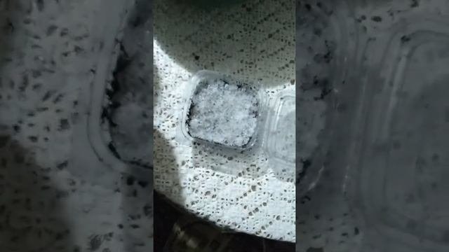 Посадка крупноплодной,ремонтантной клубники.