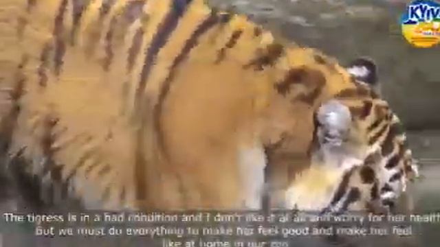 Харьковская тигрица впервые вышла из вольера в Киеве. #украина #россия #киев #зоопарк смотреть онлайн