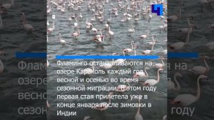 Розовое озеро: в Казахстан прилетели сотни фламинго