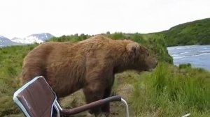 Медведь пришел к рыбаку на Аляске