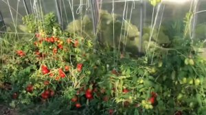 Миняева Юлия и Миняев Илья . НАШ ОГОРОД В АВГУСТЕ семейные посиделки