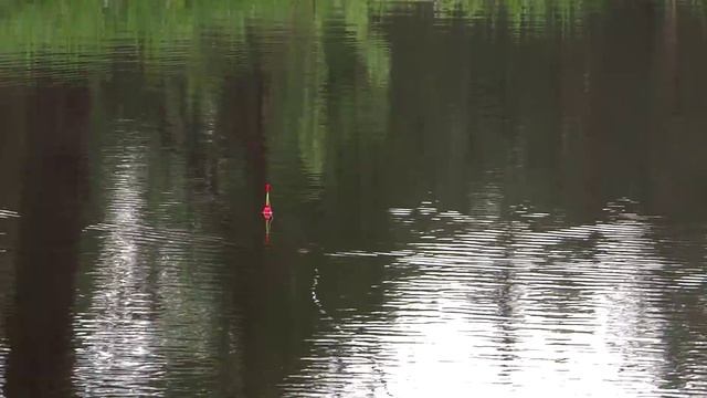 Ловля осетра в Европе — 5 минут, ведро осетрины смотреть онлайн