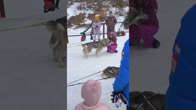 Адыгея, лаго наки, езда на собаках