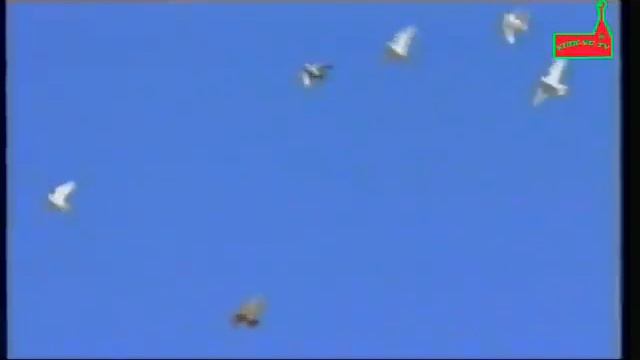 Габдельфат Сафин -"тоткын Ленар" жыры. смотреть онлайн