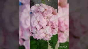 ЮВ-Сара Бернар