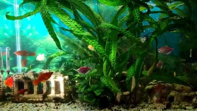 Улучшаем интерьер аквариума! смотреть онлайн