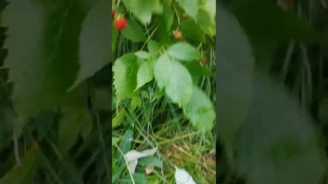 14_55 малина душистая малинка #малина #душистая #малинка.mp4