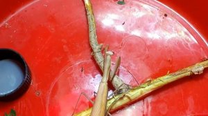 Как отличить самку от самца??? Мои богомолы