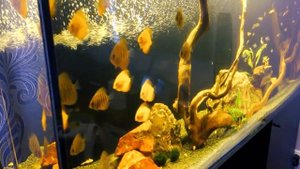 Освещение в аквариуме  Дискусы в аквариуме