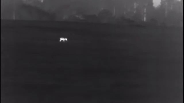 В этот раз вышло три косули, смотреть до конца смотреть онлайн