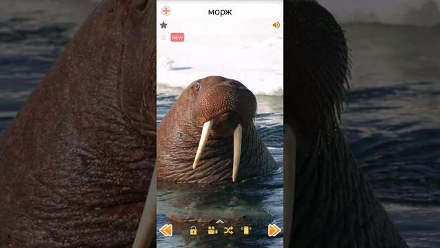 Звуки моржа #shorts #walrus #морж