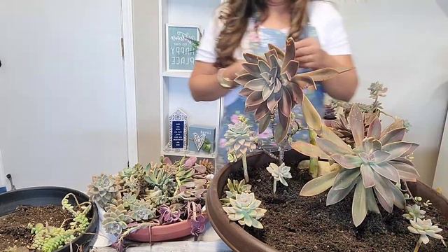 Miní Jardin de Hadas смотреть онлайн