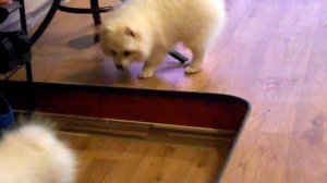 Японский шпиц купить